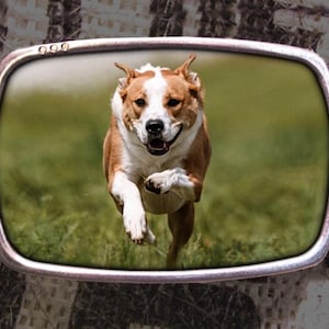 White and Tan dog running at the viewer with a blurred green grass background behind them, this image is inset on a silver antique oval buckle frame