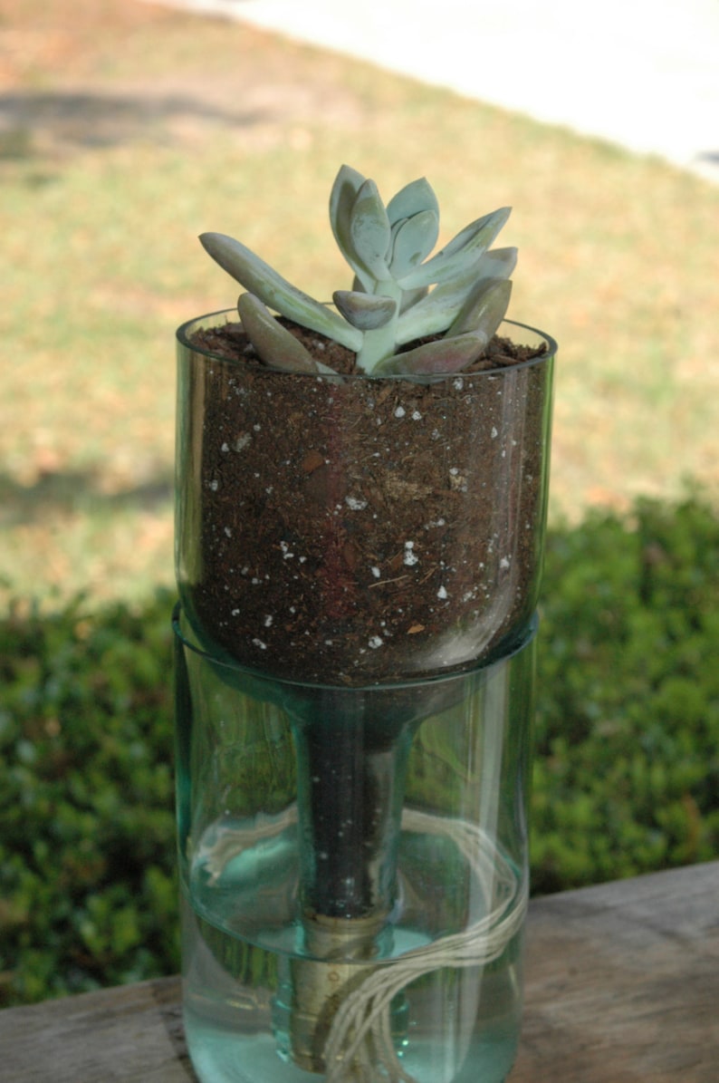 Self watering planter made from recycled wine bottle. perfect Etsy