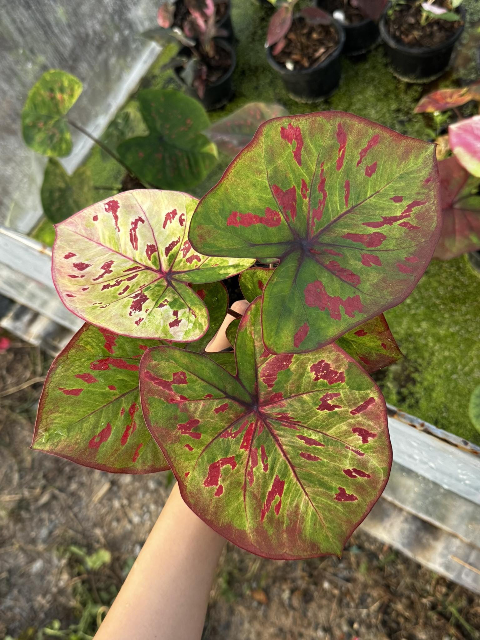 Caladium thai beauty - Etsy 日本
