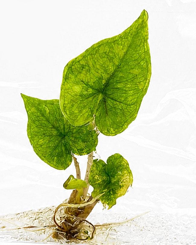 Alocasia Jacklyn Aurea Variegated - Etsy Canada