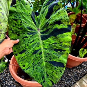 pfefferpflanze zimmerpflanze pflege Kaufen Sie jetzt Zimmerpflanze Pfefferpflanze Peperomia graveolens