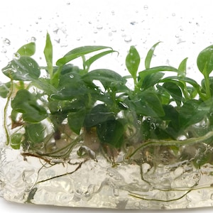 Puede incluir: Un grupo de pequeñas plantas verdes con raíces visibles suspendidas dentro de un bloque de resina sólida y transparente. La resina tiene una apariencia texturizada y con burbujas, creando un efecto de refracción alrededor de la materia orgánica.
