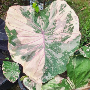 Colocasia pink - Etsy 日本