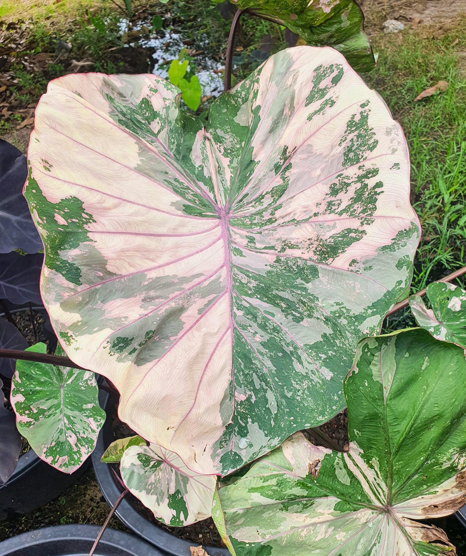 Colocasia pink - Etsy 日本