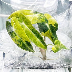 Variegated alocasia melo - Etsy 日本