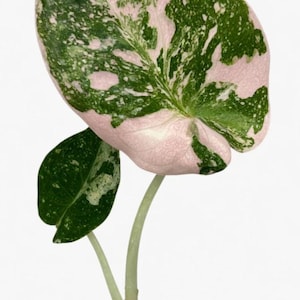 Alocasia cuprea pink - Etsy 日本