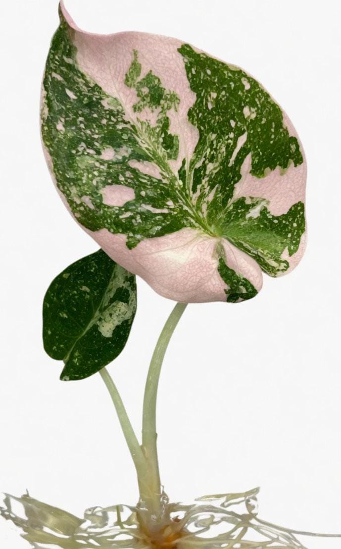 Alocasia cuprea pink - Etsy 日本