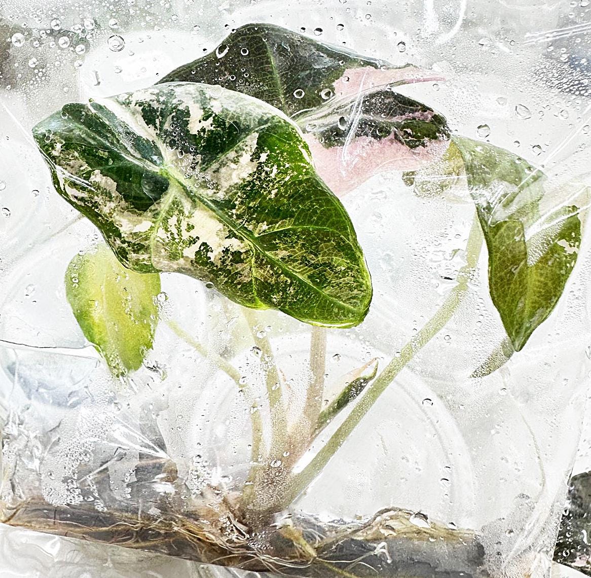 Alocasia nebula - Etsy 日本