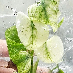 Monstera bulbasaur tissue culture - Etsy 日本
