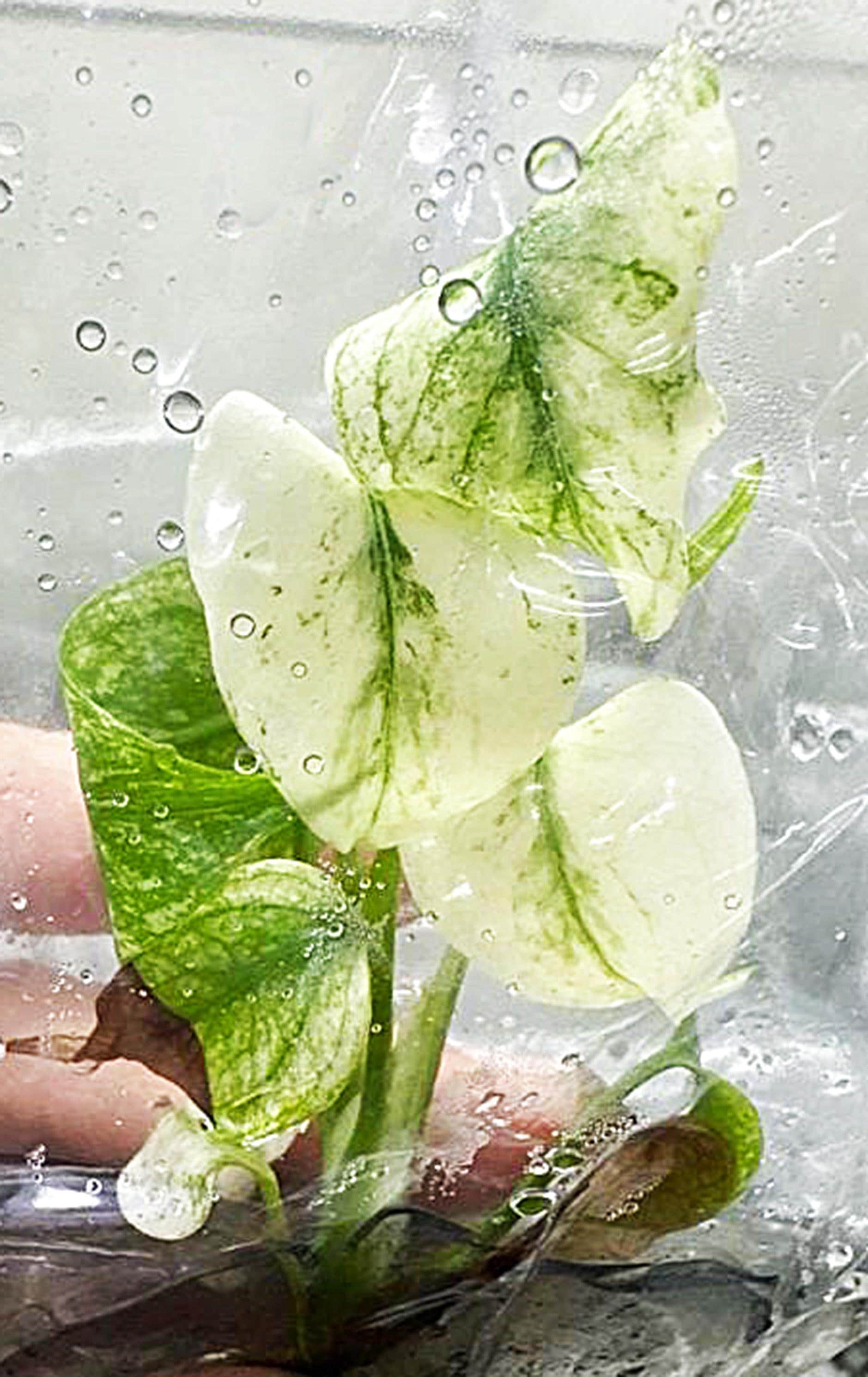 Monstera bulbasaur tissue culture - Etsy 日本
