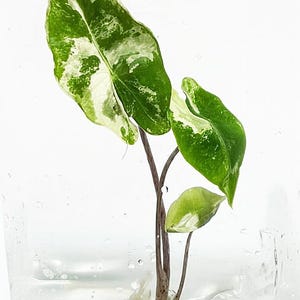 May include: A plant cutting with large, variegated green and white leaves is displayed in a clear container of water. The image highlights the plant's roots and stems. The leaves have a distinctive pattern.