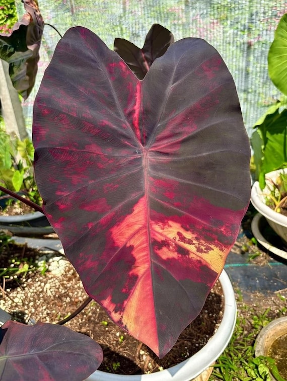 Colocasia 'Fire Fairy' Esculenta Glhbirne Steckling: Seltene Elefanten Ohr  Aroid Gartenpflanze