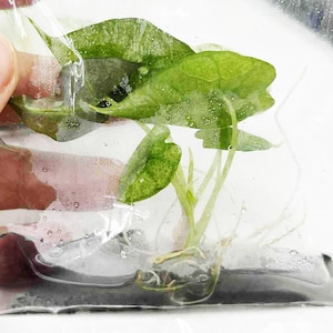 Può includere: Primo piano di una piccola pianta con foglie verdi e radici visibili, confezionata in un sacchetto di plastica trasparente. Le foglie sono di un verde vibrante e le radici sono bianche. La pianta sembra appena raccolta.