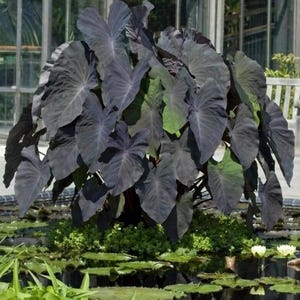 hedera helix d12 Buy Hedera Helix Kolibri Online