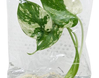 May include: A variegated plant cutting with heart-shaped leaves featuring a mix of dark green and creamy white patterns. The stem and light-coloured roots are submerged in a clear, moisture-retaining gel inside a transparent plastic bag.