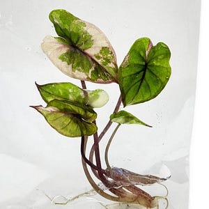 Alocasia serendipity variegated - Etsy 日本
