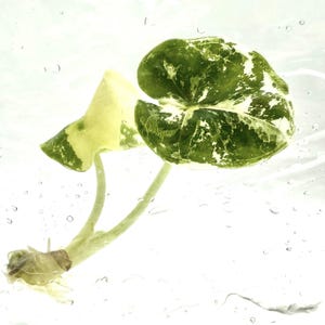 Può includere: Primo piano di una pianta con due foglie. Una foglia è grande e a forma di cuore, con un motivo screziato verde e bianco. L'altra foglia è più piccola e triangolare, con un motivo simile. La pianta ha un gambo e radici verde chiaro.