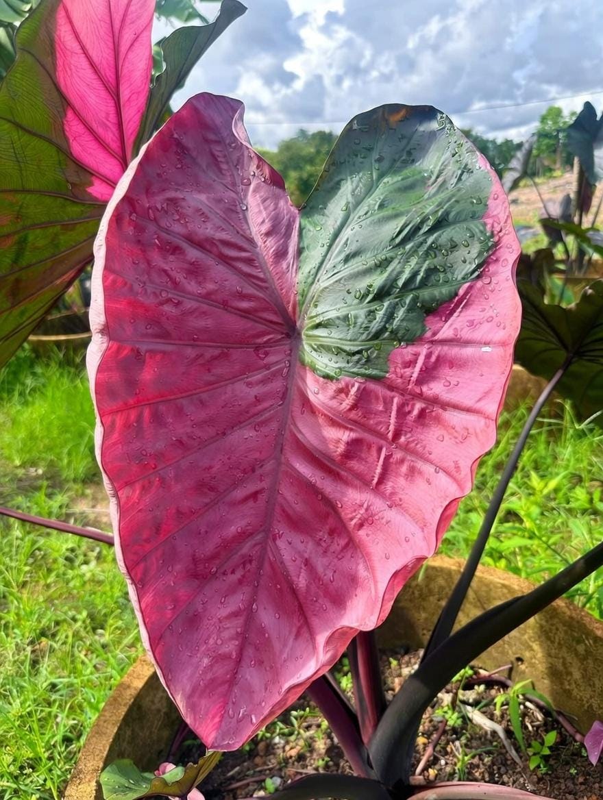 Colocasia pharaoh's mask - Etsy 日本