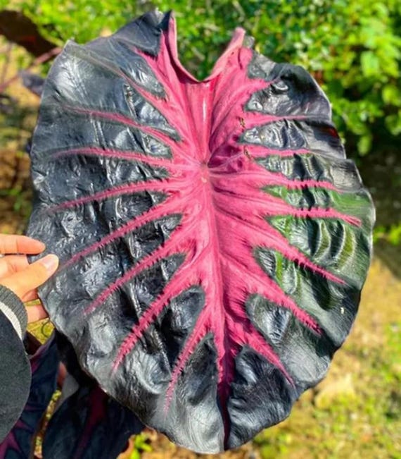 Colocasia 'Pink Venom' Blumensteckblume - Seltene Elefantenohr Aroid  Zimmerpflanze