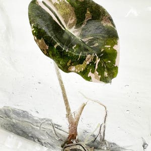 Alocasia chantrieri - Etsy 日本