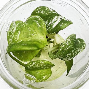 Pode incluir: Close-up de um frasco de vidro transparente contendo várias folhas de pothos variegadas verdes e brancas. As folhas têm formato de coração e estão em vários estágios de crescimento. O frasco está parcialmente cheio de água.