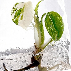 Monstera white lava - Etsy 日本