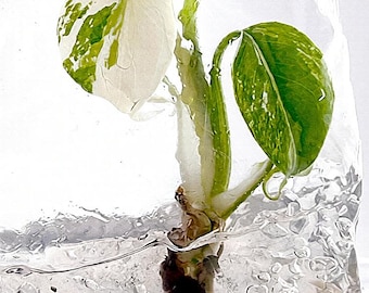 Monstera Borsigiana Albo Tissue Culture 1 Plantlet Rare House Plant