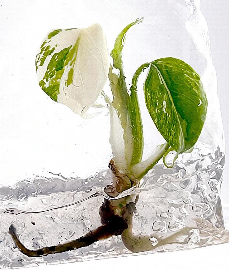 Monstera white lava - Etsy 日本