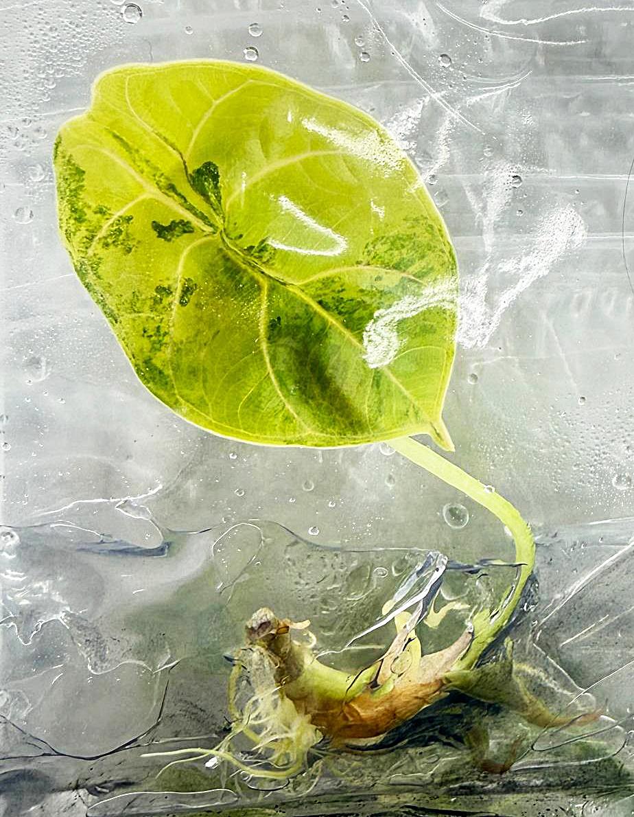 Alocasia cuprea latte - Etsy 日本