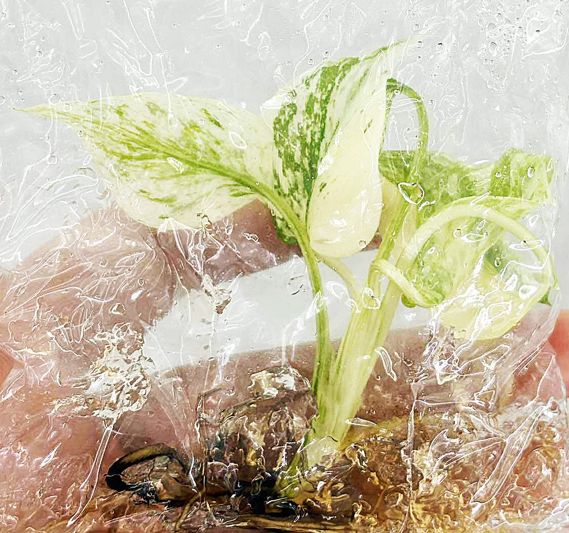 syngonium monstera Syngonium 'Godzilla' - Pet Safe Textured Ruffled Plant main image 1