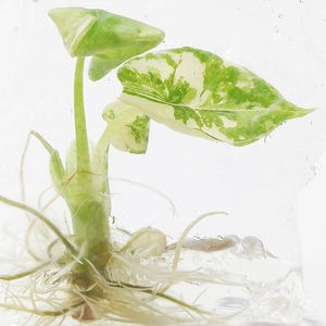 Alocasia bisma - Etsy 日本