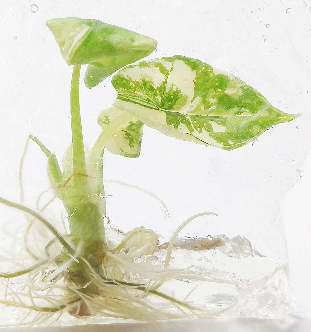 Alocasia nebula - Etsy 日本
