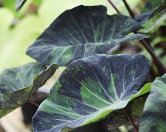 Colocasia Esculenta Pink China (rose De Chine) Ou Oreille D'éléphant Ou