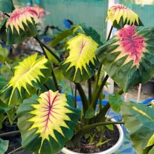 May include: A close-up of a potted plant with large, colourful leaves. The leaves display a mix of green, yellow, and pink hues, with a distinctive pattern. The plant is in a white pot, set against a blurred background.
