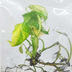 Può includere: Primo piano di una talea di pianta di pothos con foglie variegate verdi e gialle. La pianta ha radici e steli visibili, suggerendo che sia pronta per la piantagione. L'immagine è scattata su uno sfondo chiaro e leggermente umido.