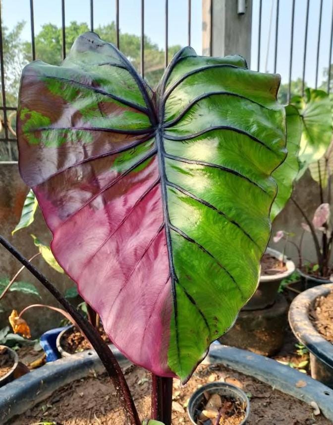 Colocasia pharaoh's mask - Etsy 日本