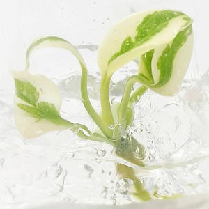 Monstera white lava - Etsy 日本