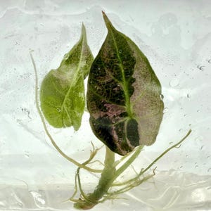 Alocasia watsoniana pink variegated - Etsy 日本