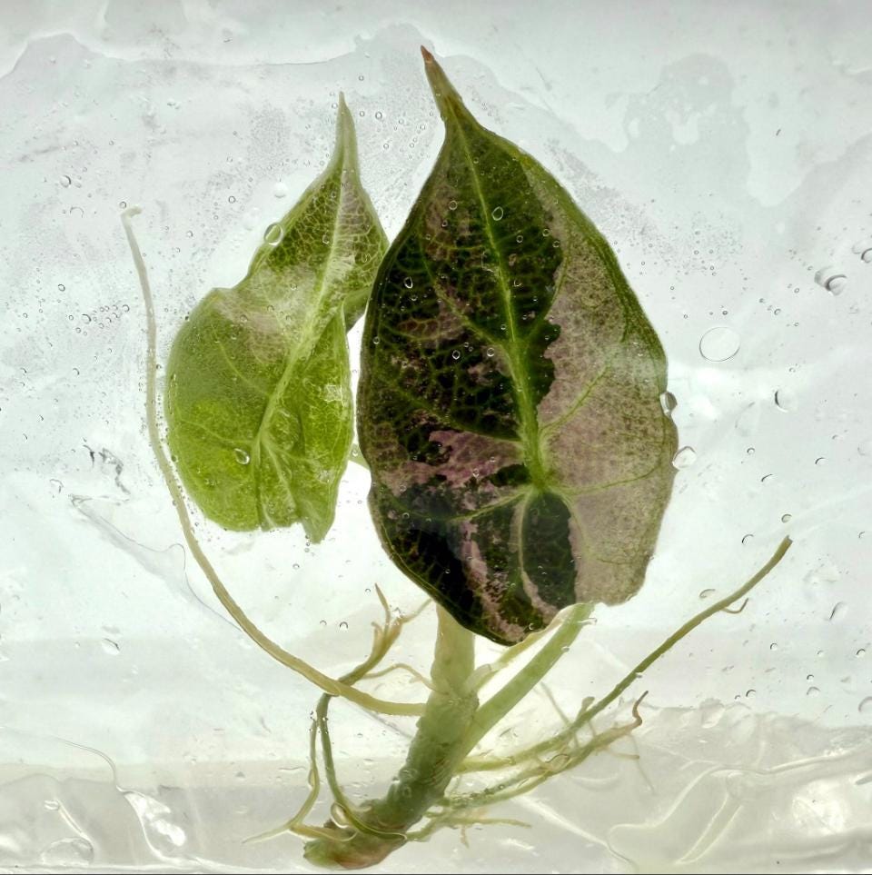 Alocasia watsoniana pink variegated - Etsy 日本