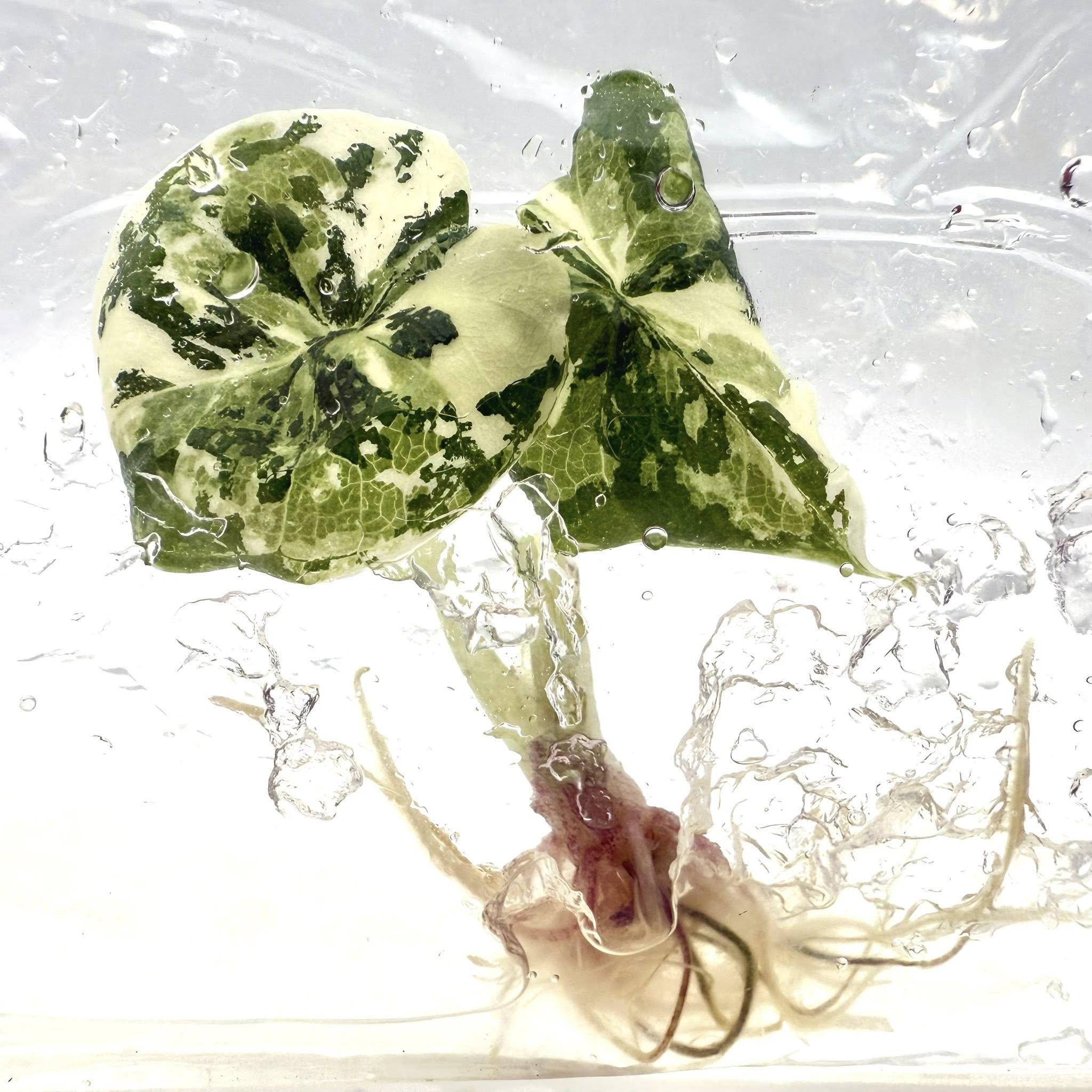 Variegated alocasia melo - Etsy 日本