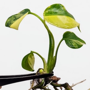 Monstera Deliciosa Pom Pom - Etsy Canada