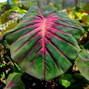 観葉植物 【希少 美斑】 コロカシア ファーストピンク colocasia first