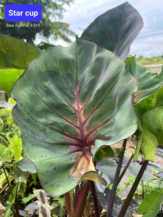 african zz plant Zamioculcas Zamiifolia 'ZZ'