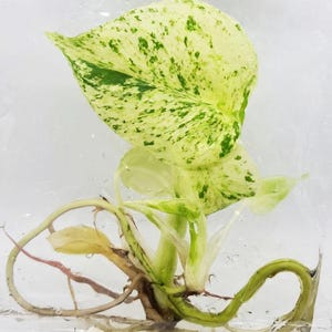 Può includere: Primo piano di una talea di pianta con una grande foglia variegata. La foglia è principalmente color crema con macchie verdi. Sono presenti radici e steli visibili, che suggeriscono la propagazione. La pianta è in un contenitore trasparente.
