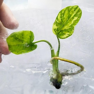 Monstera electro light - Etsy 日本