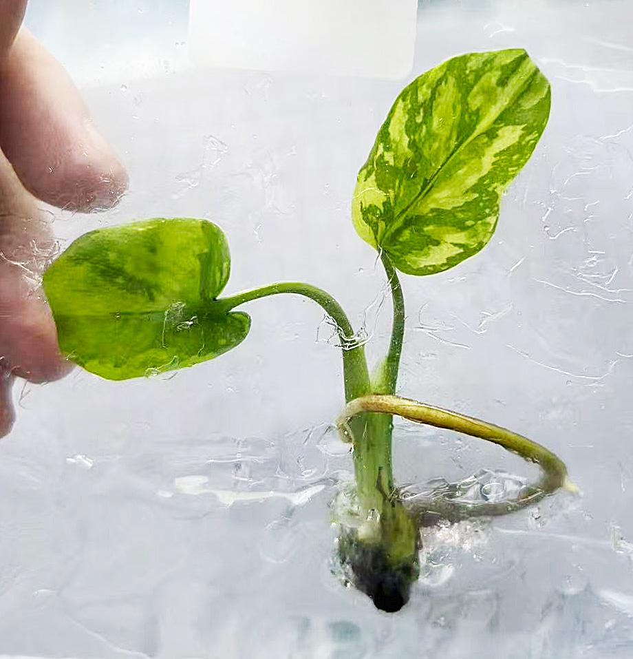 Monstera electro light - Etsy 日本