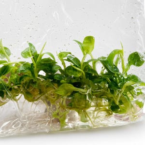 Puede incluir: Un grupo de pequeñas plantas acuáticas verdes con raíces visibles dentro de una bolsa de plástico transparente. El interior de la bolsa está cubierto de gotas de humedad, y las plantas presentan múltiples hojas pequeñas y redondeadas.