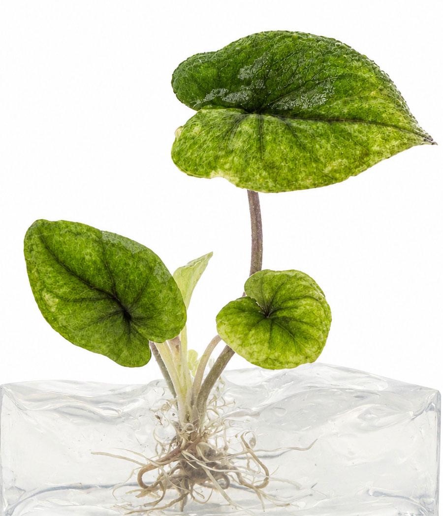 Alocasia serendipity variegated - Etsy 日本