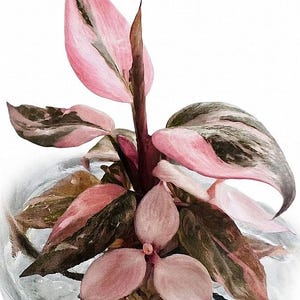 Philodendron Pink Congo - Etsy Hong Kong