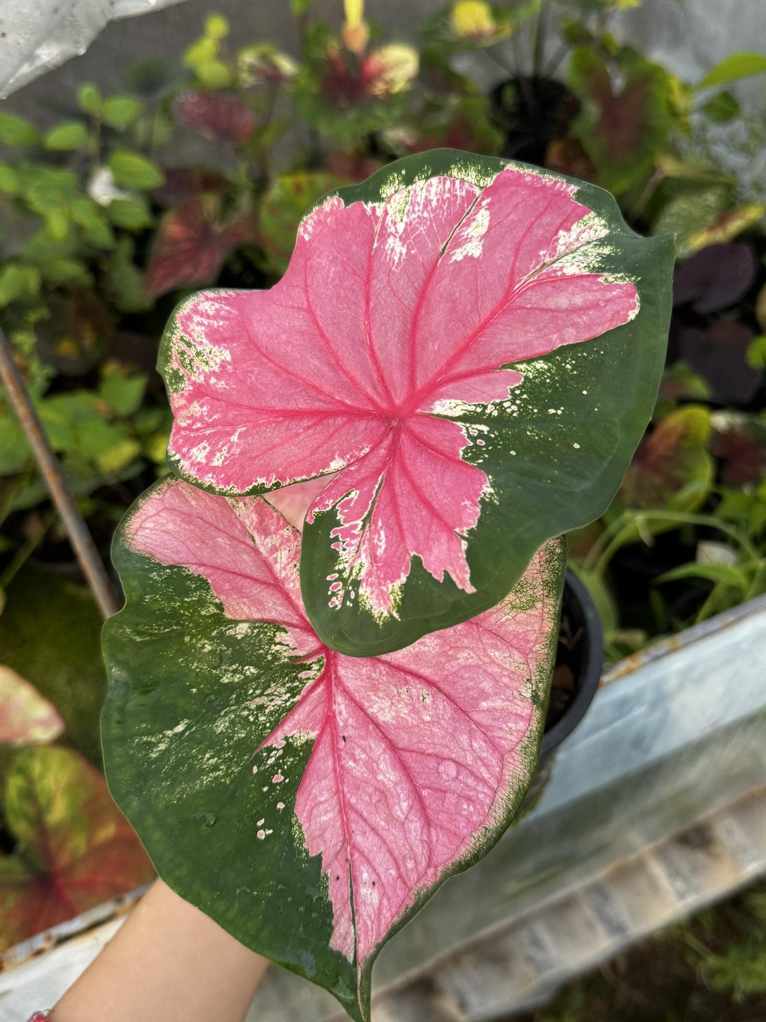 Rare caladium - Etsy 日本